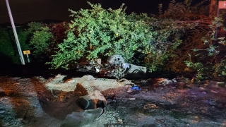 Adana’da köpeğe çarpan otomobilin takla atması sonucu 1 kişi, öldü 2 kişi yaralandı
