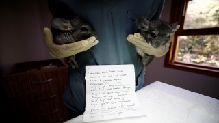 Antalya’da 2 çinçilya ”Ne olur onlara iyi bakın” notuyla hayvanat bahçesi kapısına bırakıldı