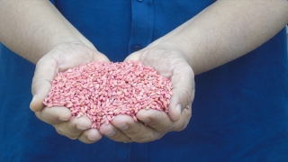 Depremzede çiftçilere 150 ton makarnalık buğday tohumu desteği