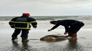 Hatay’da sahilde ölü caretta caretta bulundu