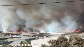 Kaş’ta sazlık alanda çıkan yangına müdahale ediliyor