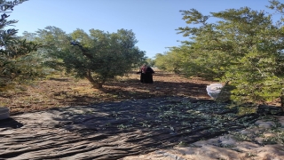 İslahiye’de 18 bin 700 dekarlık alanda zeytin hasadı yapılıyor