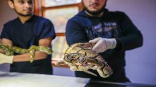 ”Antalya’nın pitonları” özel yaşam koşulları altında ziyaretçiyle buluştu