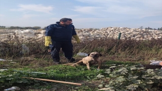 Hatay’da kuyuya düşen sahipsiz köpeği itfaiye çıkardı