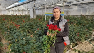 Antalya’da serada gülün hasadı aralık ayında da sürdü