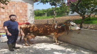Sığır yetiştiricilerine tohumlama desteği