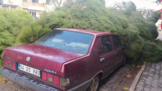 Alaşehirde fırtına çam ağacını otomobilin üzerine devirdi