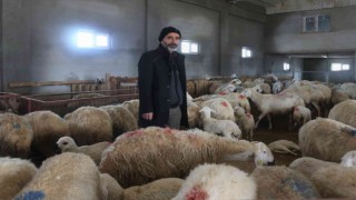 220 koyunu telef oldu, yem firması hakkında suç duyurusunda bulundu