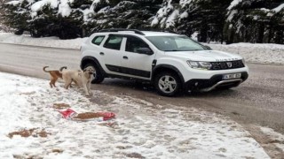 Abant Tabiat Parkı yoluna bırakılan köpeklere mama dağıtıldı