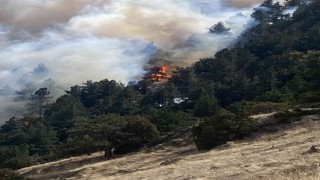 ABDnin Colorado eyaletinde orman yangını nedeniyle 19 bin kişi tahliye edildi