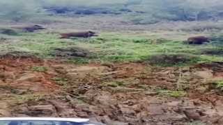 Acıkan domuz sürüsü şehre indi