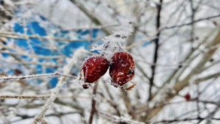 Ağrıda ilkbaharda da soğuklar etkisini sürdürüyor