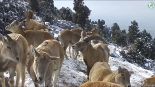 Anadolu yaban koyunlarının görüntüleri yemleme alanındaki fotokapana yansıdı