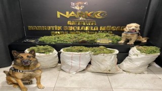 Antalyada uyuşturucu operasyonunda 50 kilo esrar ele geçirildi