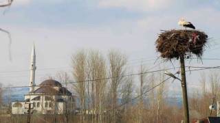 Baharın müjdecisi leylekler, Bingöldeki yuvalarına dönmeye başladı