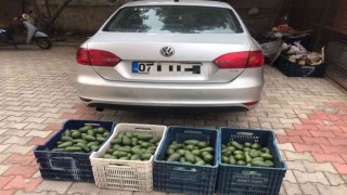 Bahçeden 4 kasa avokado çalan hırsızlık şüphelisi yakalandı