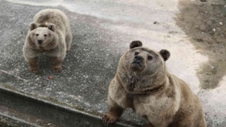 Barınağın yeni üyesi sevimli ayılar