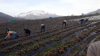 Batmanda çilek bahçelerinde budama çalışmaları başladı