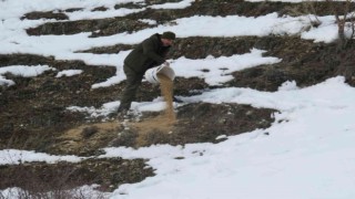 Bayburtta yaban hayvanları unutulmuyor