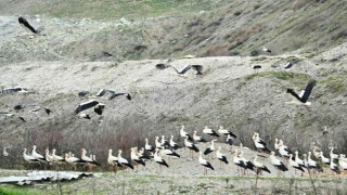 Bigadiçte leylekler için Göç Yolu Acil İniş Pisti oluşturuldu