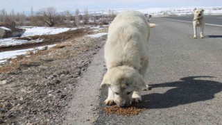 Bünyan Belediyesi ekipleri yaban hayvanları için yem bıraktı