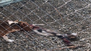 Çanakkale Belediye Barınağında aç kalan pitbulllar birbirini parçaladı