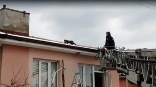 Çatıda mahsur kalan kedi itfaiye ekiplerince kurtardı