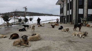 Çevre il ve ilçelerden bırakılan köpekler bir ilçenin en büyük sorunu oldu