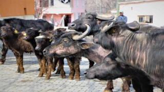 Cumhurbaşkanı Erdoğan yoğurdunu tavsiye etmişti, Amasya Valiliği 35 manda dağıttı