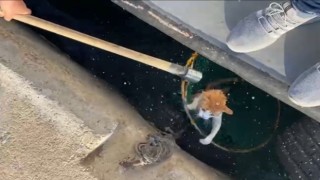Denize düşen kediyi balıkçılar kurtardı