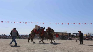 Efeler Deve Güreşi Festivaline yoğun ilgi