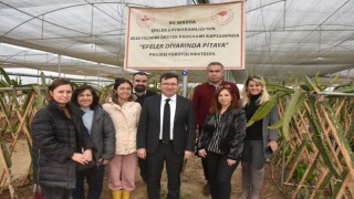 Efeler Kaymakamı Şahin pitaya üreticileri ile görüştü