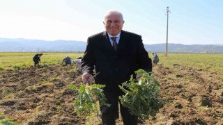 Efelerde şevketi bostanların ilk hasadını Başkan Atay yaptı