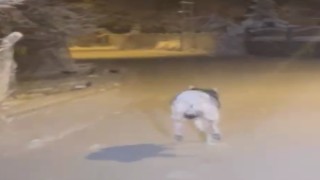 Elazığda aç kalan kurt ilçe merkezine indi