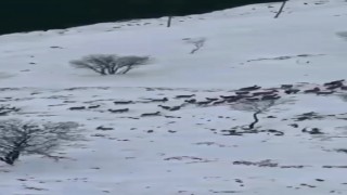 Elazığda dağ keçileri sürü halinde görüntülendi