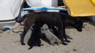 Erdek Kaymakamı Aksoy köpek katliamına duyarsız kalmadı