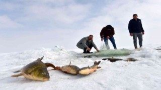 Erzincanda nisandan haziran ayının sonuna kadar sazan avı yasaklandı