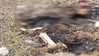Eskişehirde yanmış kedi cesedi bulundu