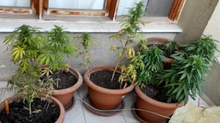 Evinin balkonunda kenevir yetiştiren şahıs gözaltına alındı