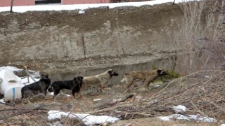 Gümüşhanede başıboş sokak köpekleri çocukların kabusu oldu