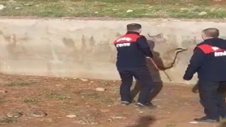 Havuza düşen sansar kurtarıldı