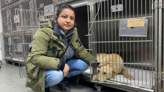 Hemşire sahiplendiği köpeğine çarpan aracın peşini bırakmadı, sürücüden şikayetçi oldu