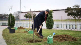 Herkes dalından yesin diye yüzlerce kiraz ve vişne ekildi