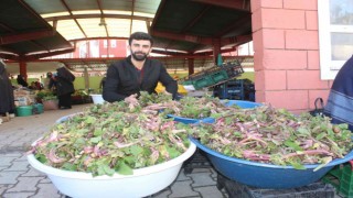 İneboluda ıspıt bolluğu yaşanıyor