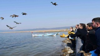 İznik Gölünde kaçak avcılardan kurtarılan 56 ördek artık özgür
