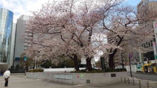 Japonyada kiraz çiçeği mevsimi başladı