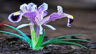 Kahramanmaraşta Nevruz çiçekleri açtı