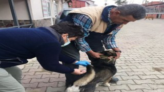 Kırklarelinde kedi ve köpekler kuduz aşısı uygulanıyor