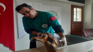 Kıyıya vuran yeşil deniz kaplumbağası kurtarıldı