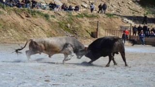 Koçarlı Boğa Güreşi Festivali renkli görüntülere sahne oldu